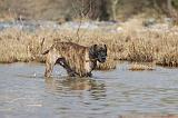 DOGUE ALLEMAND 196